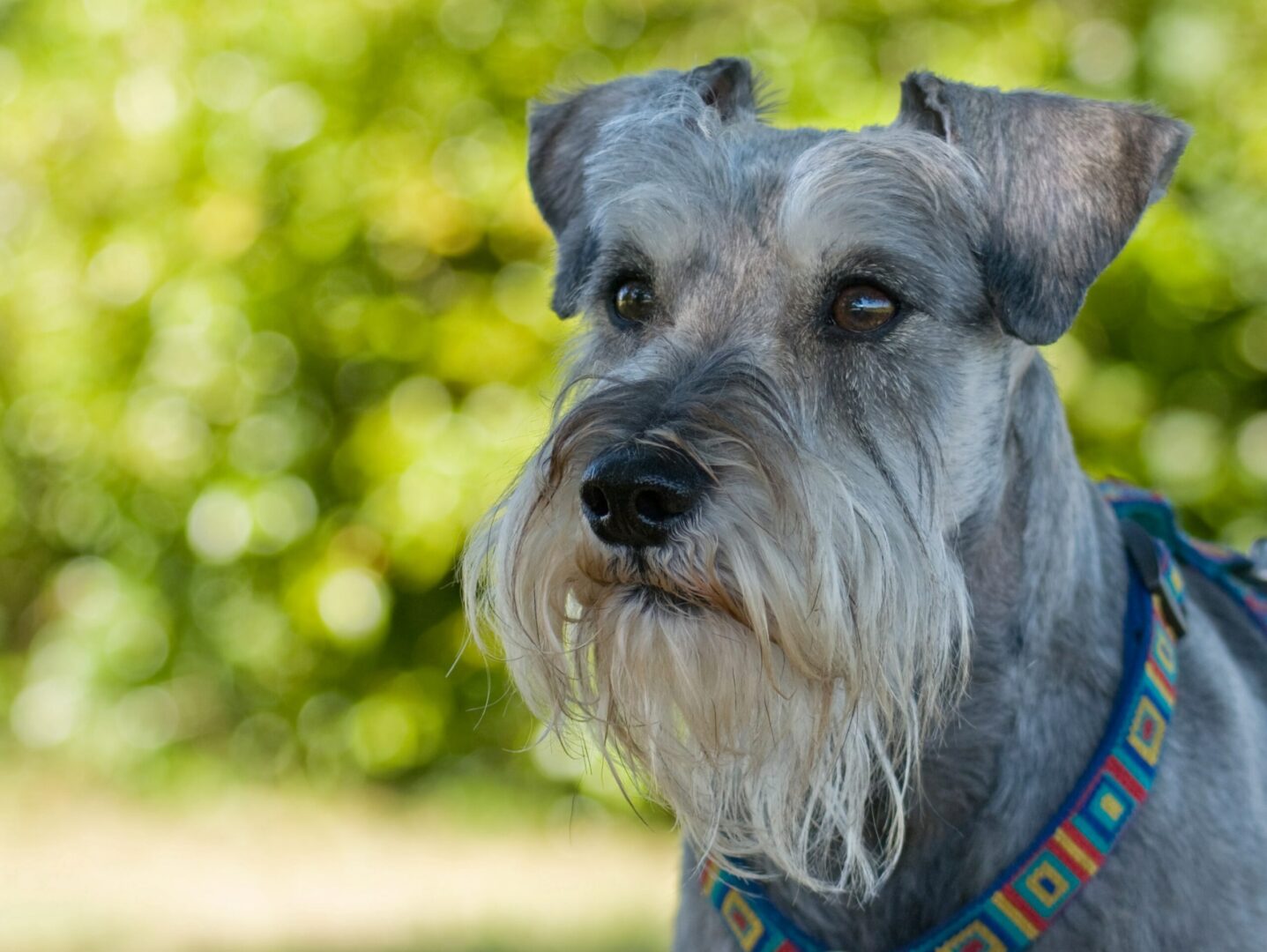 Schnauzer