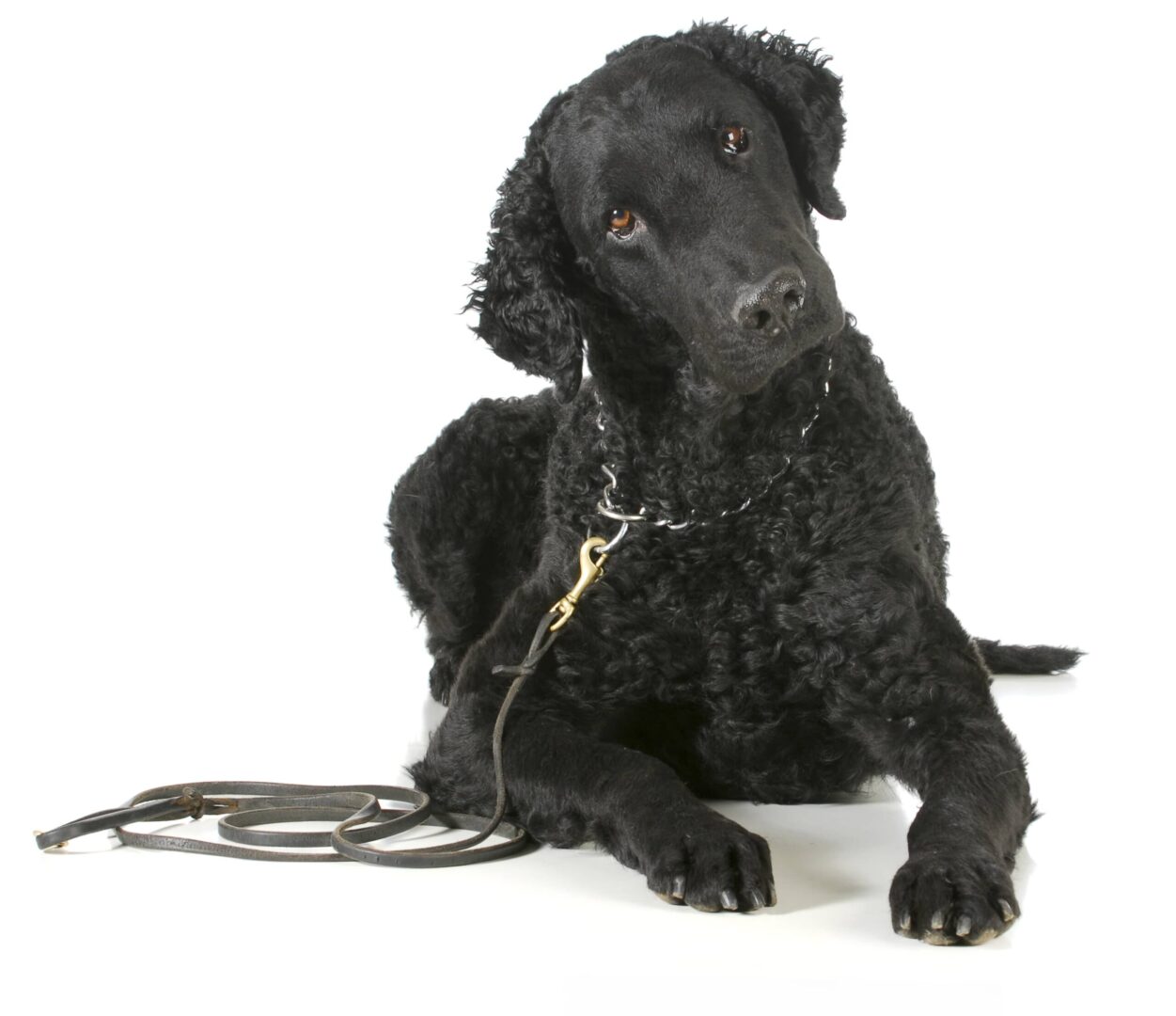 Curly-Coated Retriever