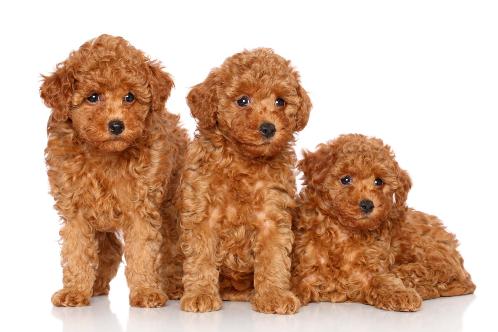 Toy Poodle Puppies