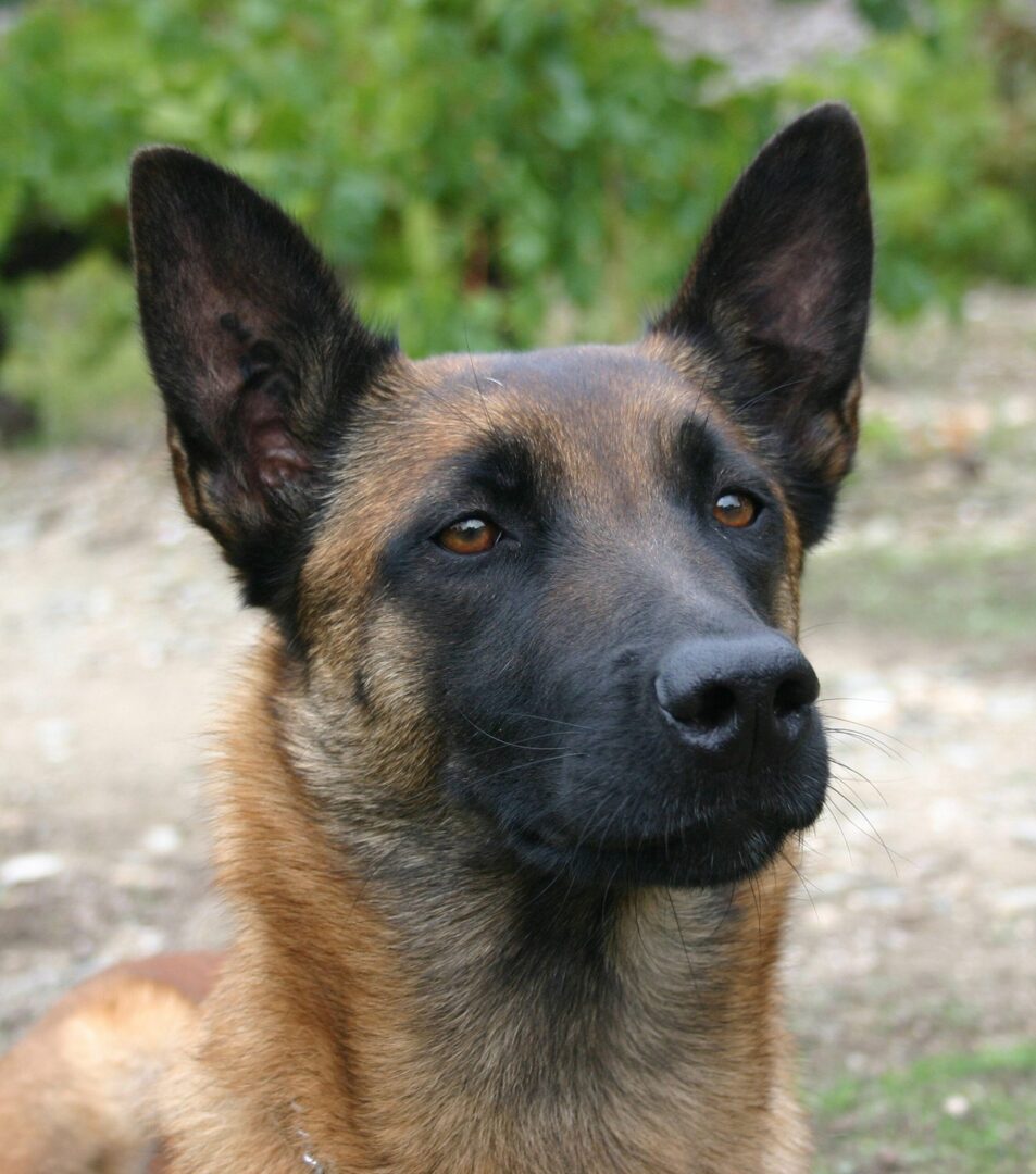 Belgian Malinois