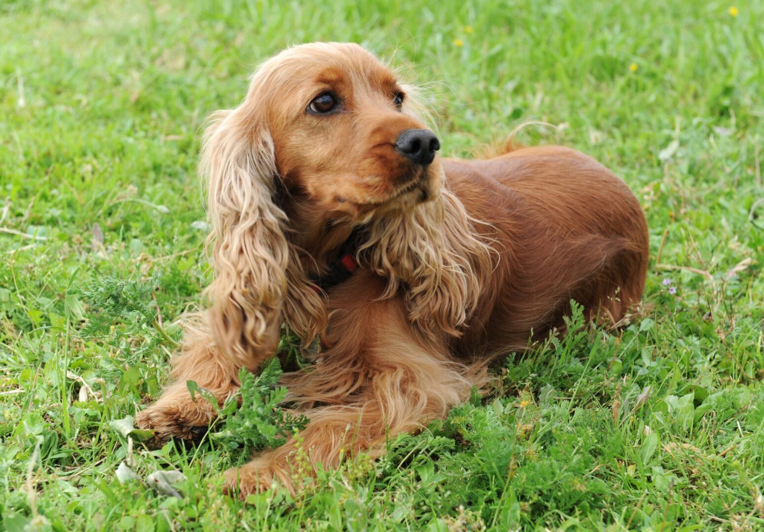 Sussex Spaniel