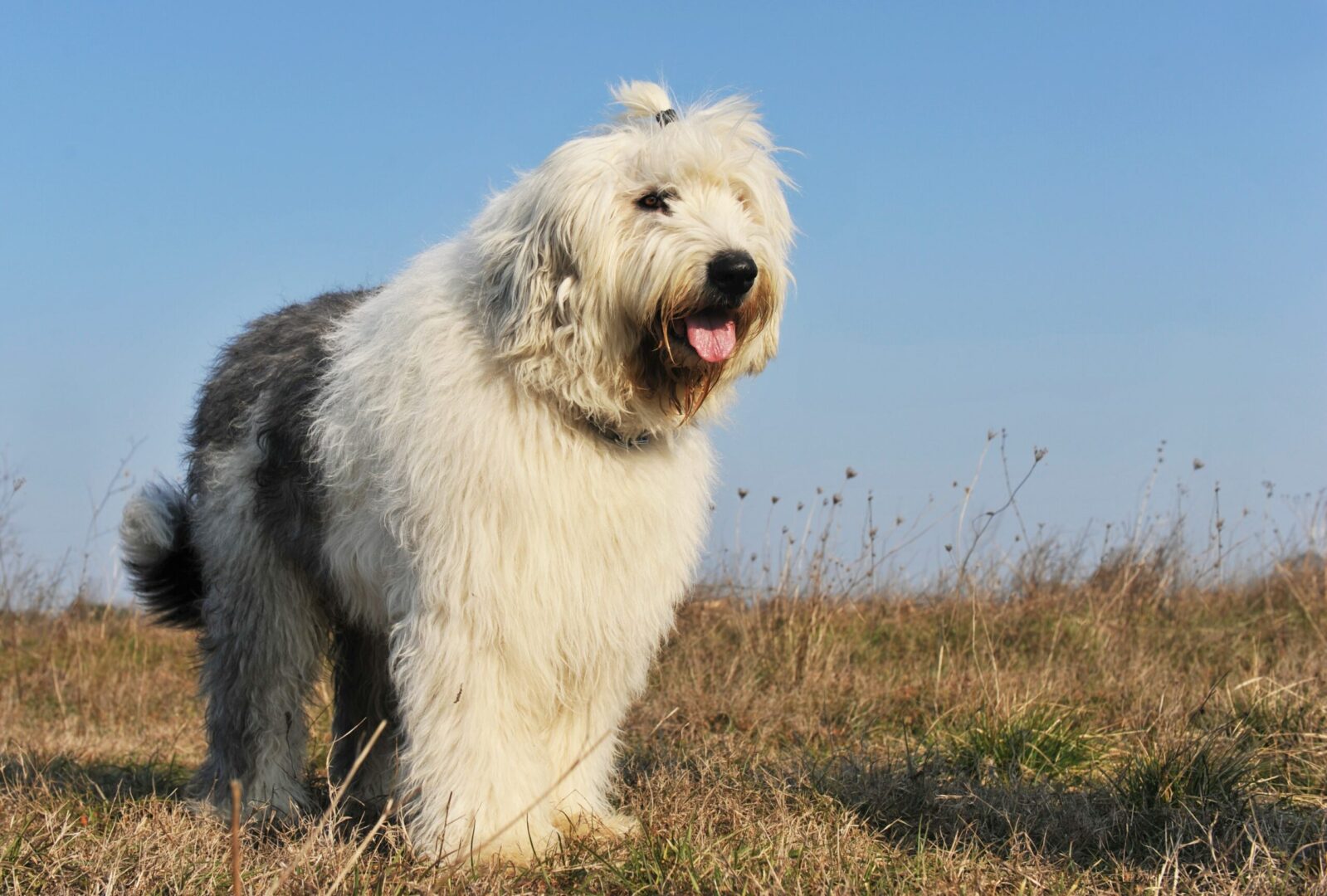 16 Least Trainable Dog Breeds - (Also Trusted Ones) Simply For Dogs