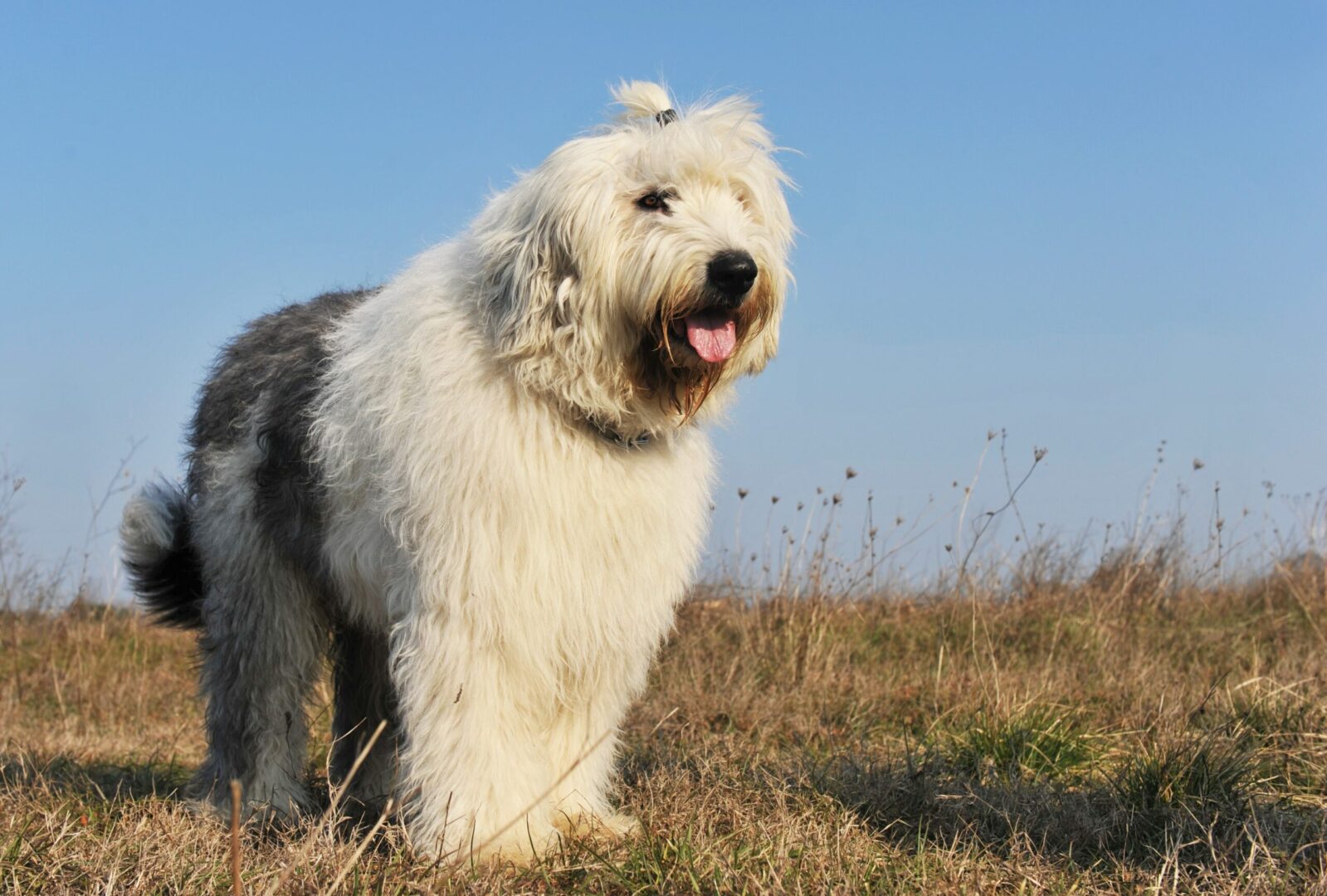 Old English Sheepdog