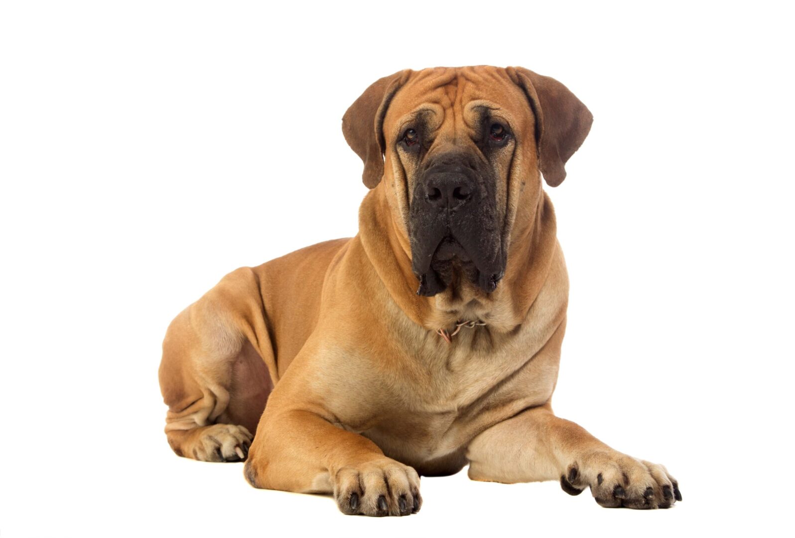 Boerboel