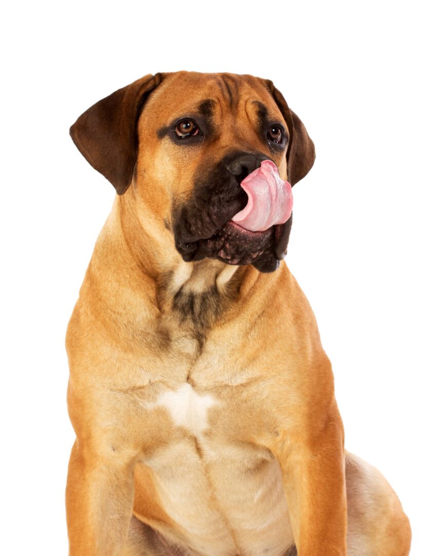 Boerboel