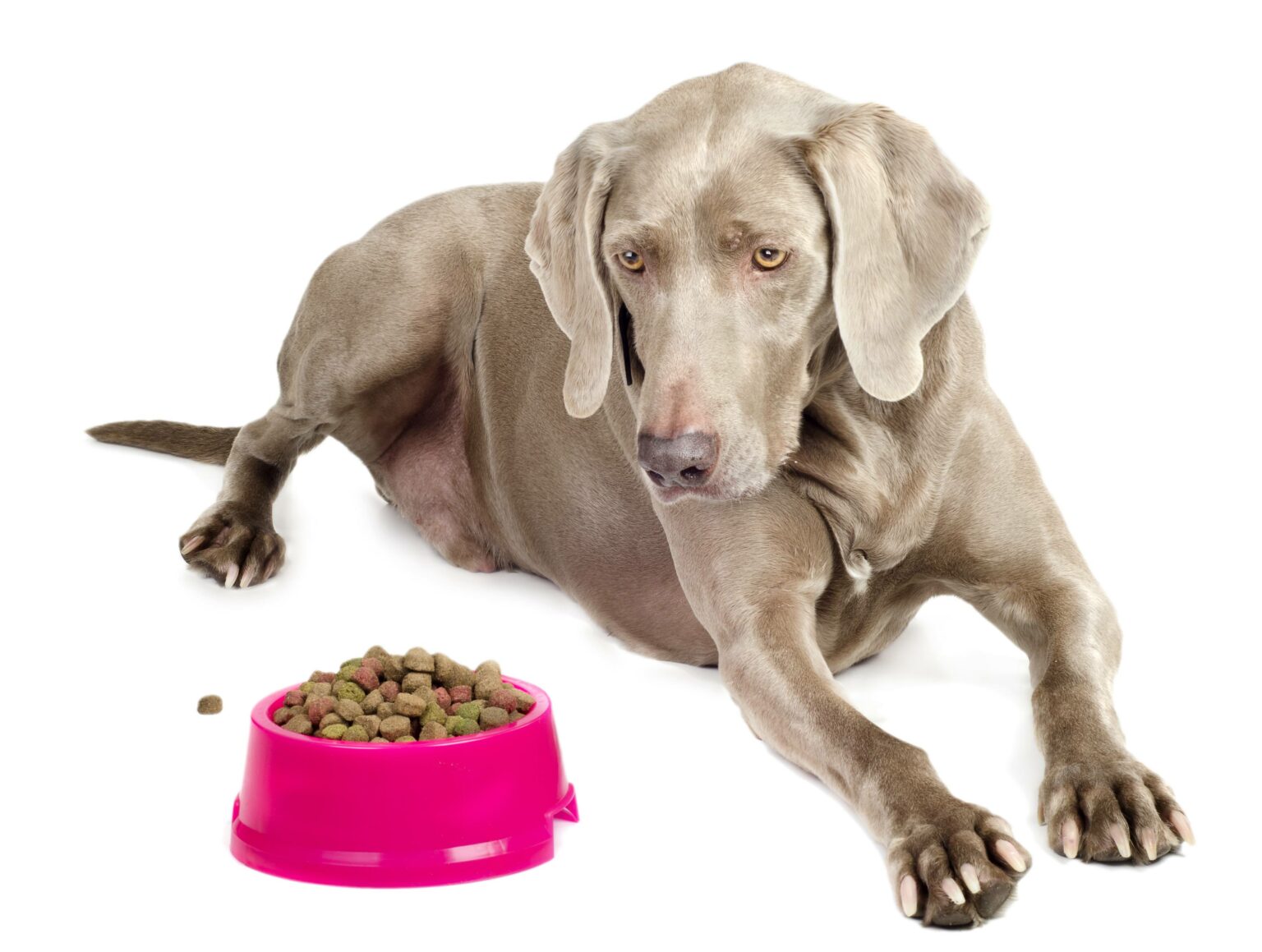 Breed of the Week The Weimaraner (Things to Consider) Simply For Dogs
