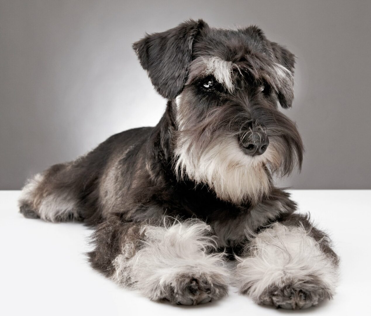 Miniature Schnauzer