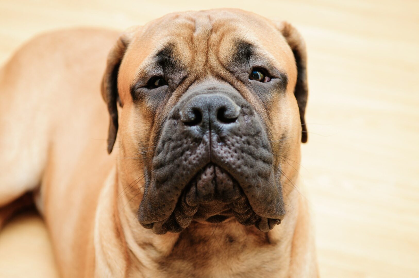 Bullmastiff