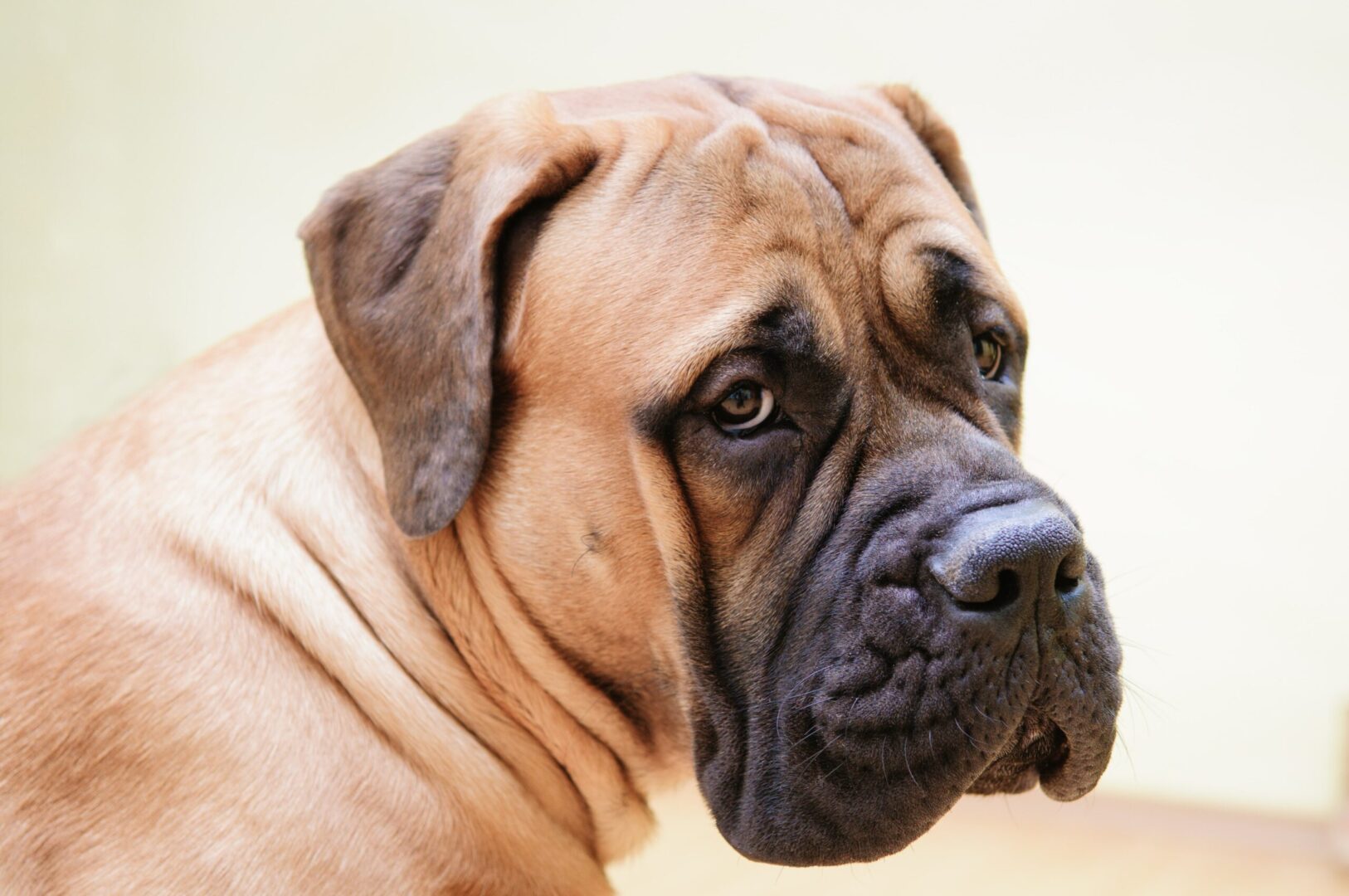 Bullmastiff