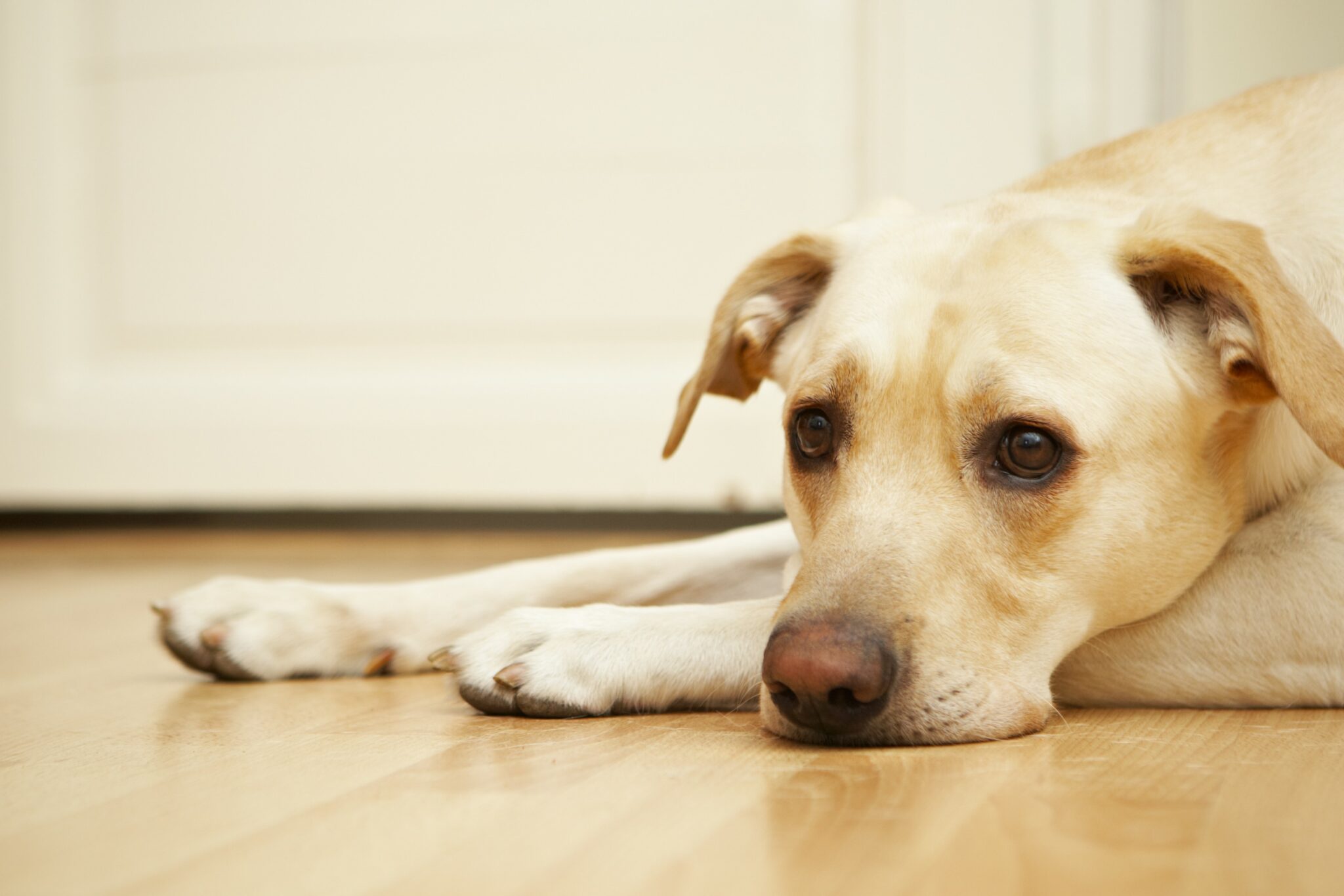 7 Signs You Should NOT Get a Dog (Detailed Information) Simply For Dogs