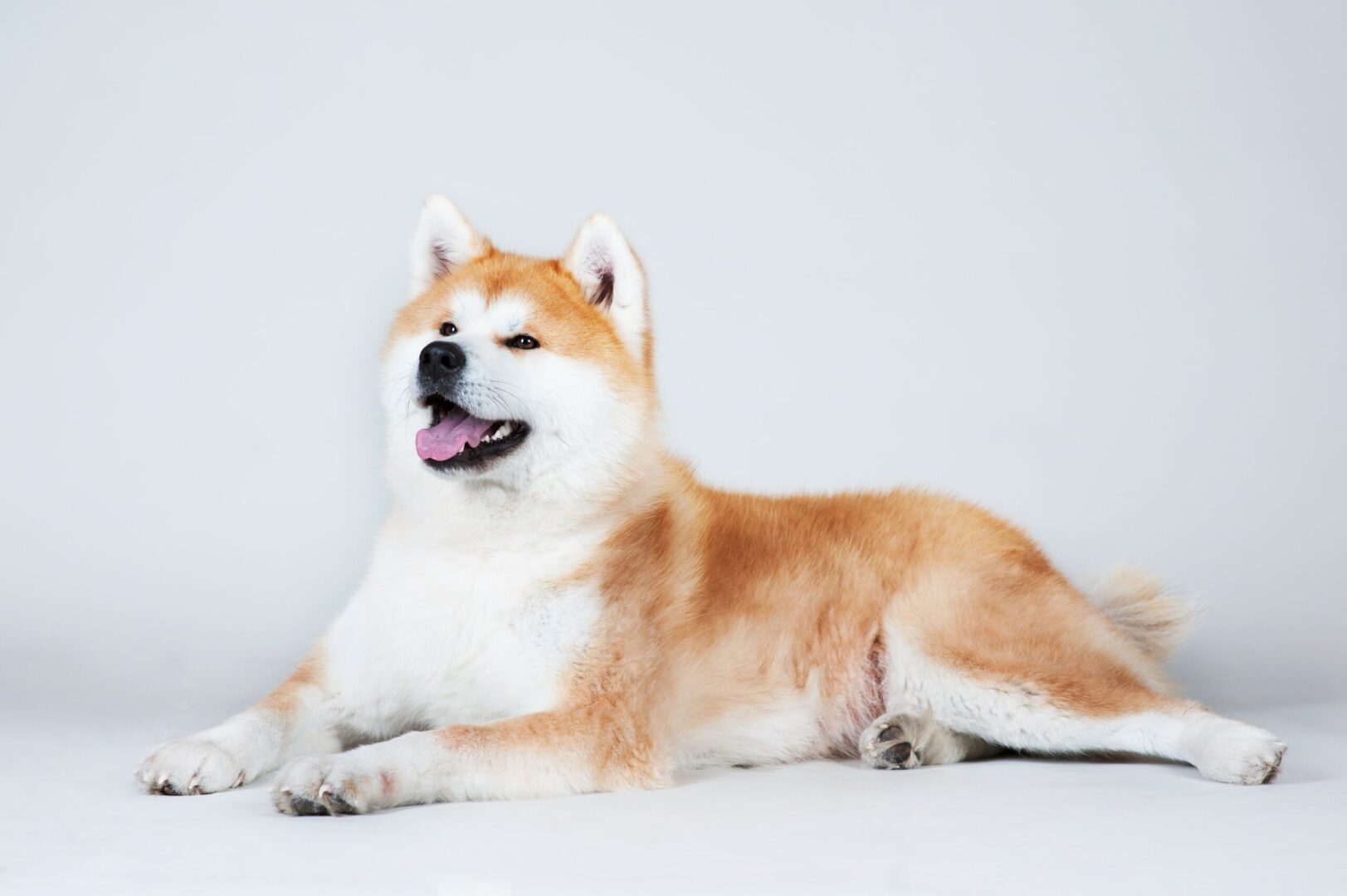 Akita