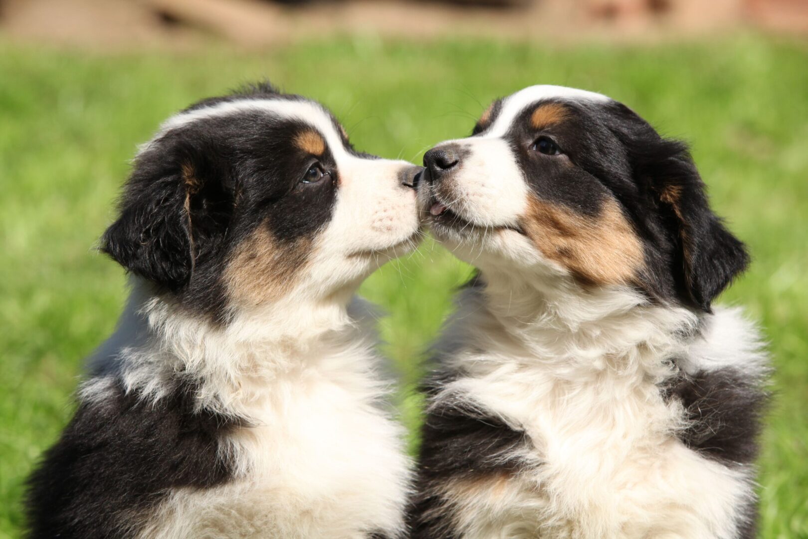 Australian Shepherd