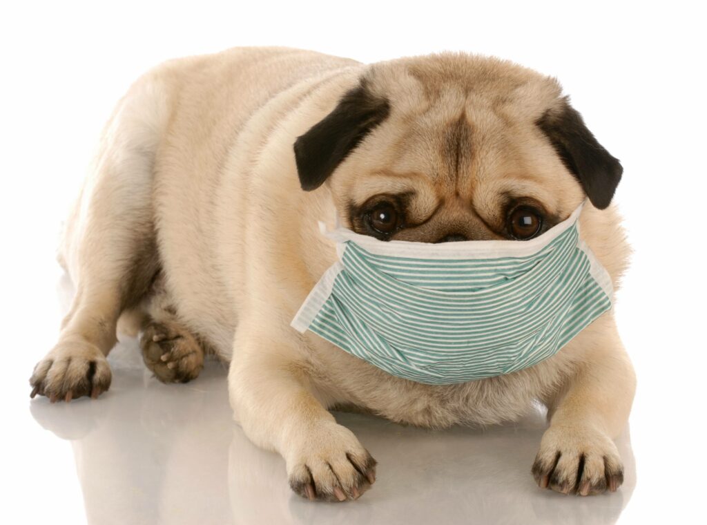How to Reduce Dog Dander Allergy Symptoms (Video) Simply For Dogs