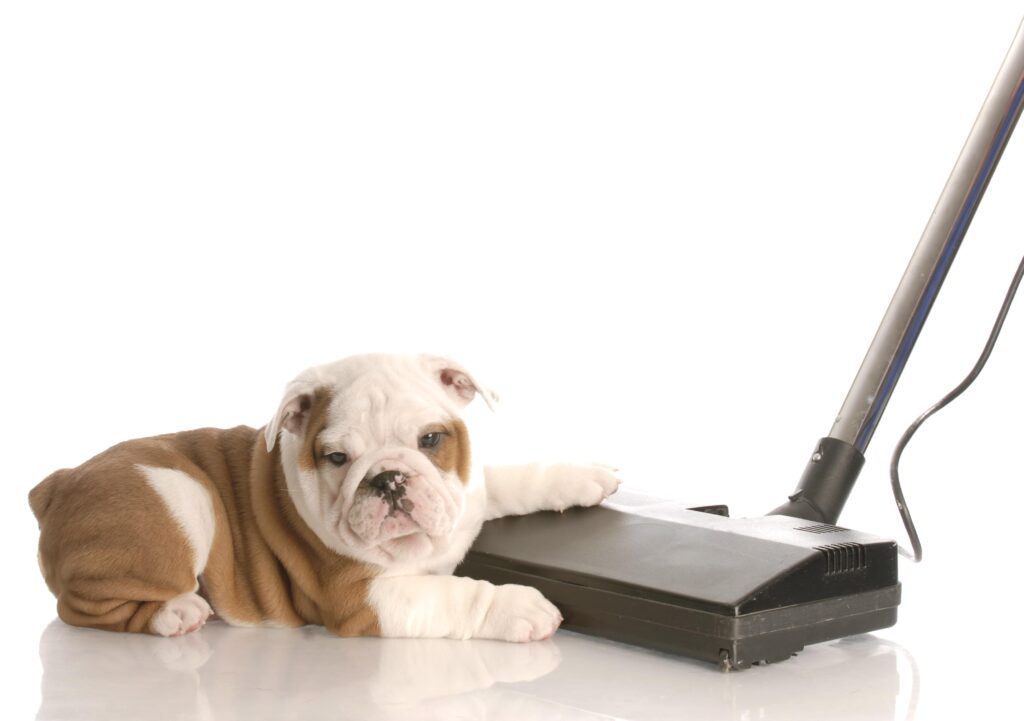 8 Ways to Finally Housebreak Your Puppy For Good (Safe Tips) Simply