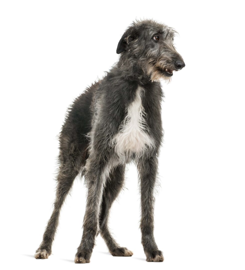 Scottish Deerhound