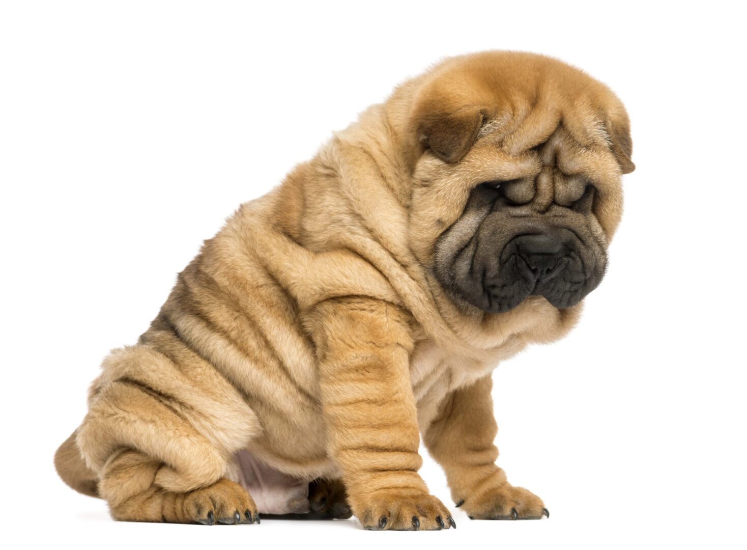 Chinese Shar-Pei