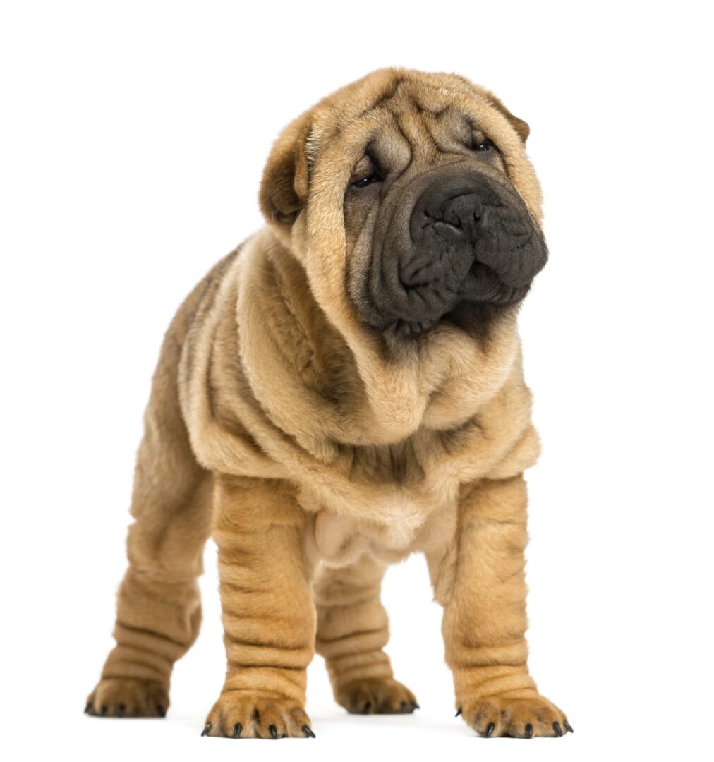 Chinese Shar Pei