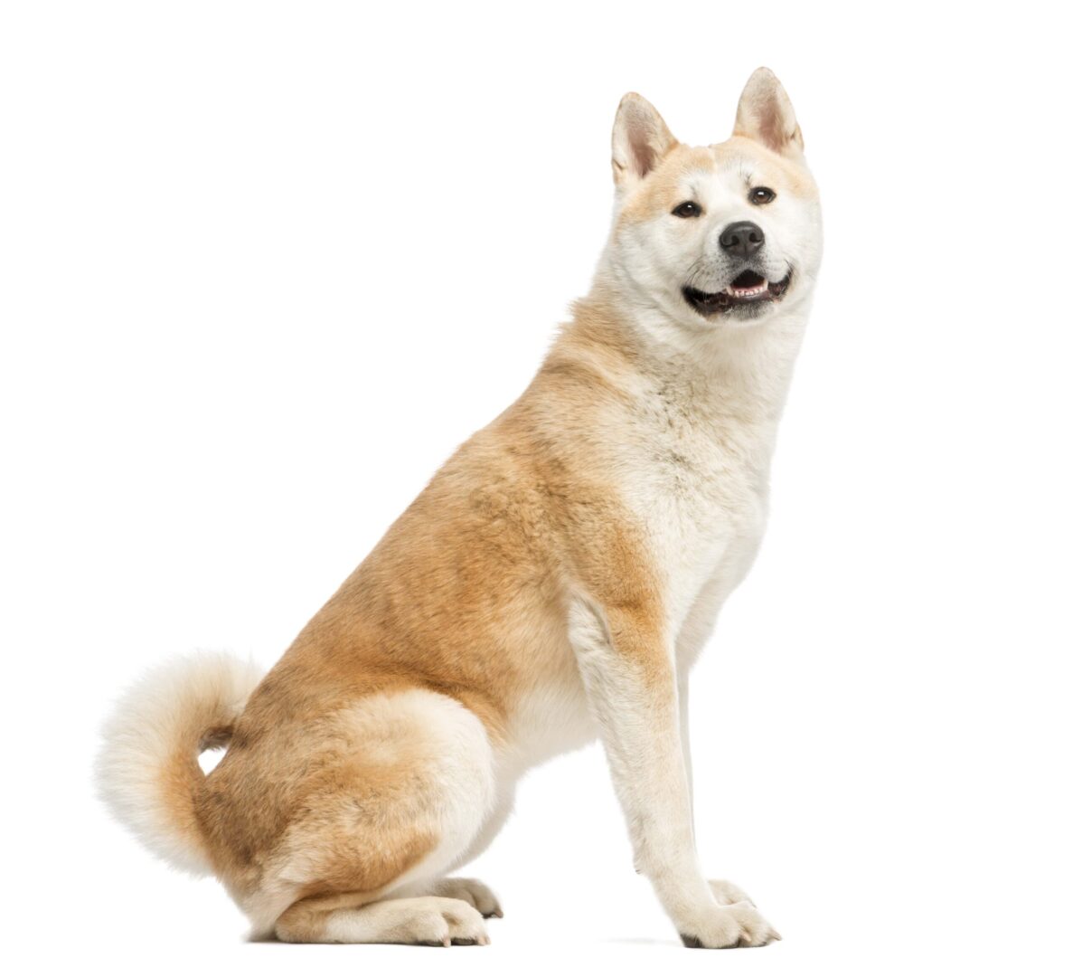 Akita