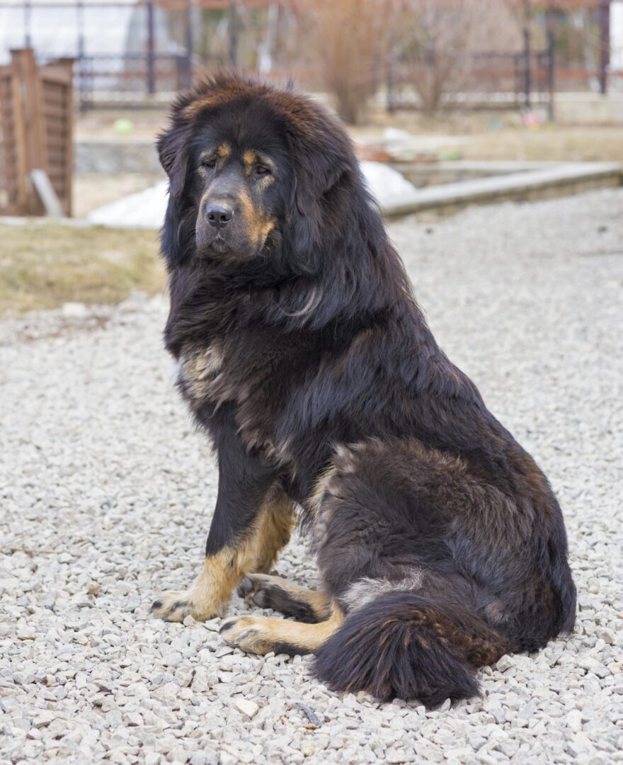 Tibetan Mastiff