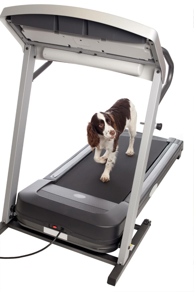 Dog Treadmill Reviews 3 Great Choices (Video) Simply For Dogs