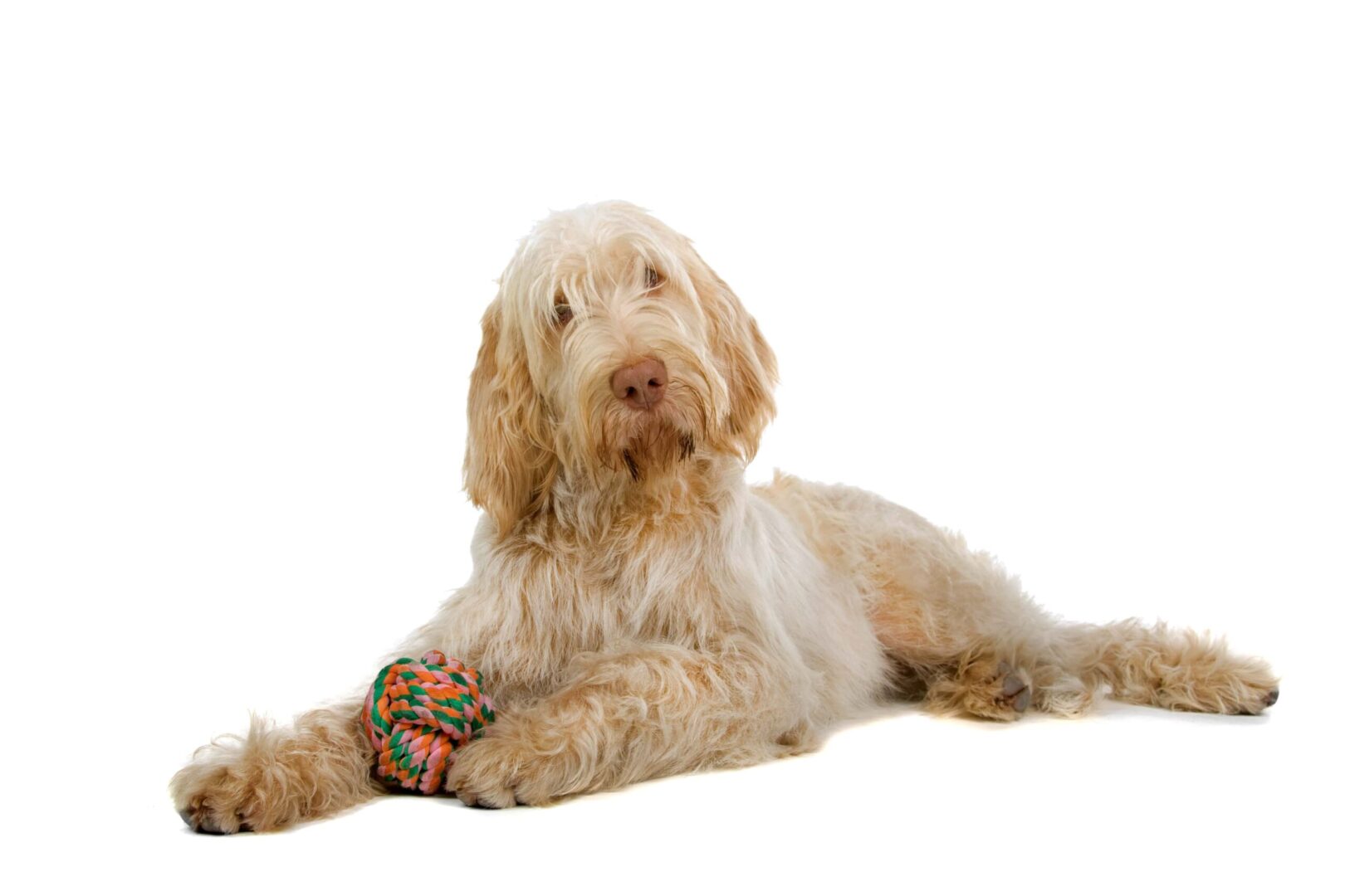 SpinoneItaliano