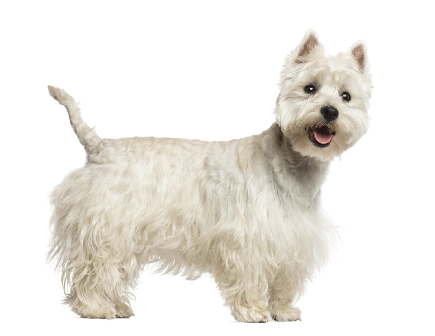 West Highland White Terrier