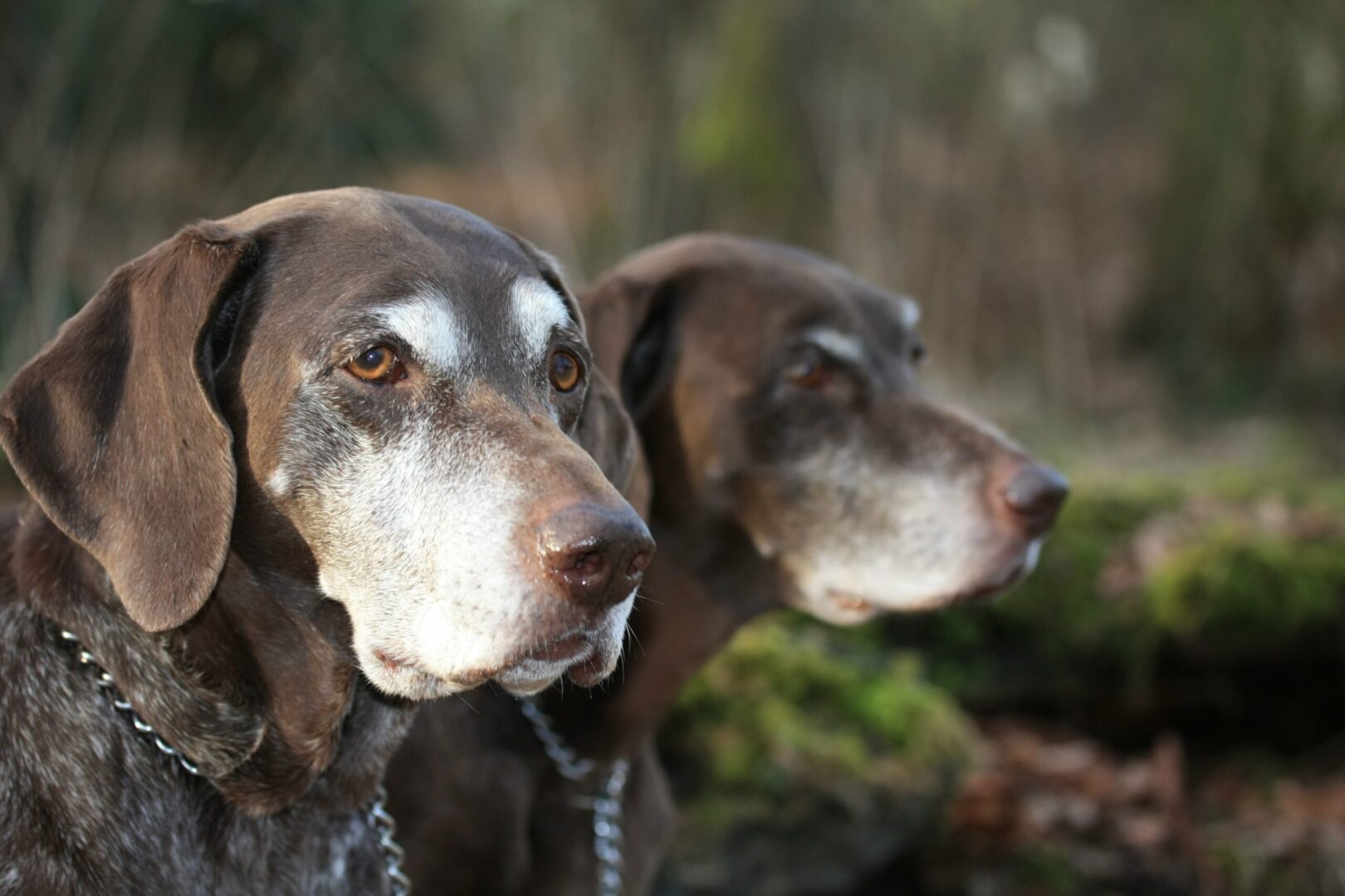 German Pointers