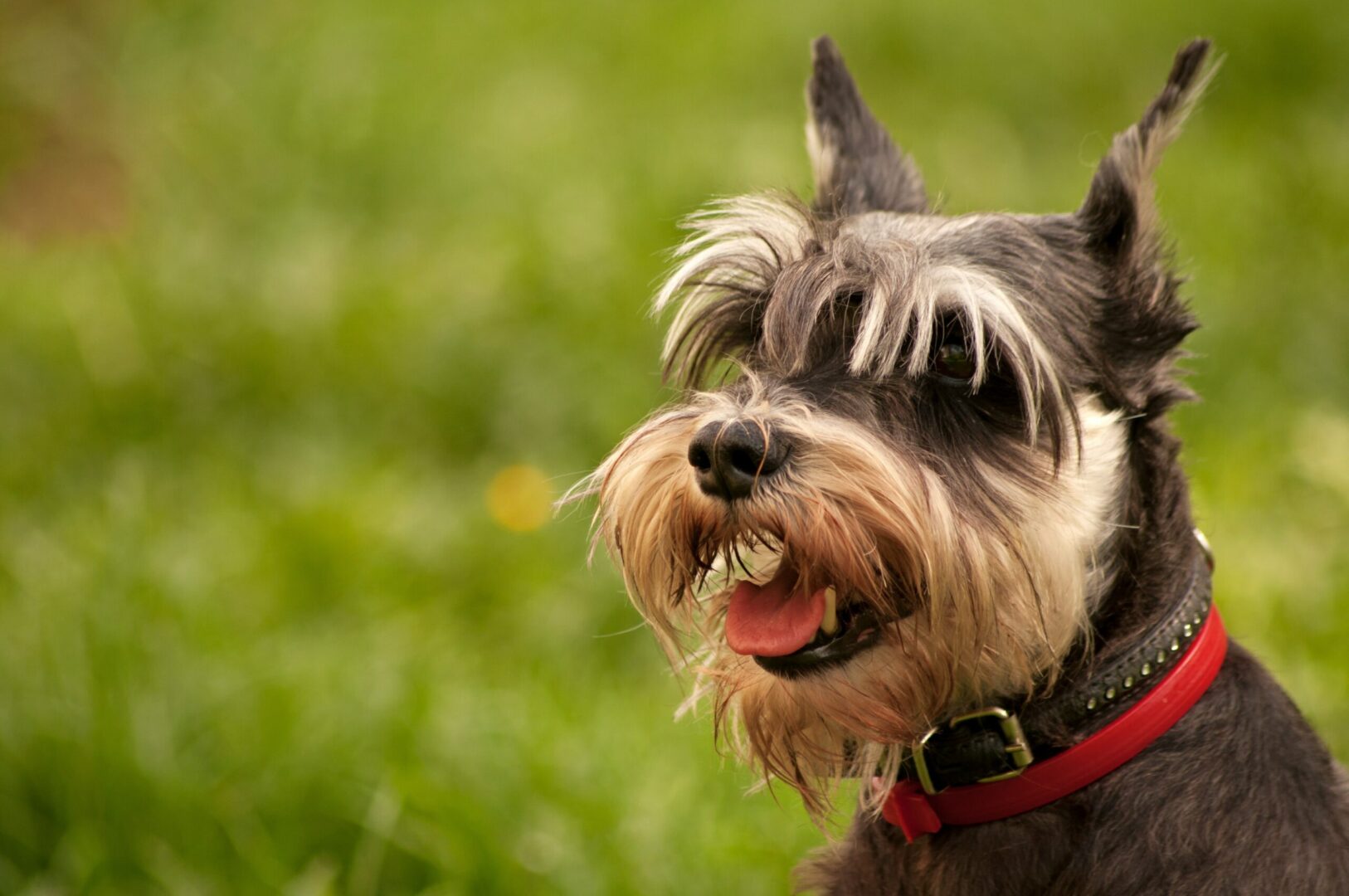 Miniature Schnauzer