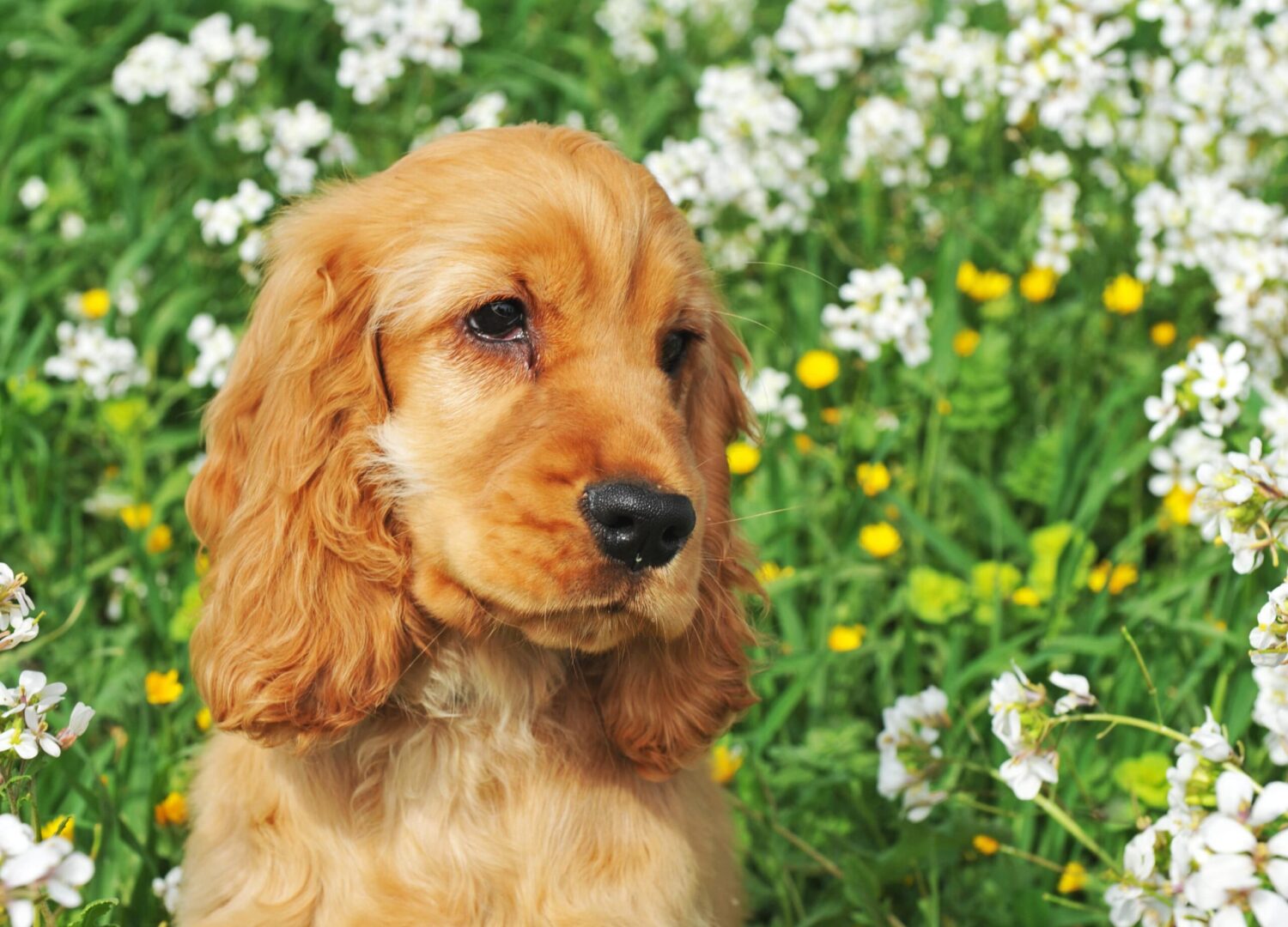 Cocker Spaniel