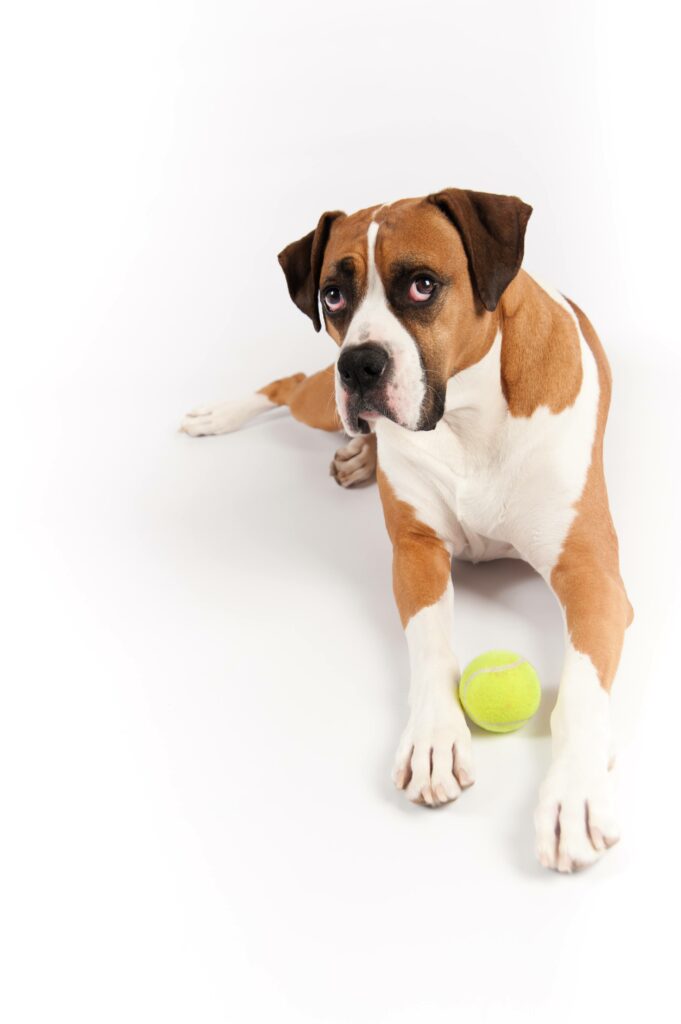 3 Best Boxer Dog Toys Simply For Dogs