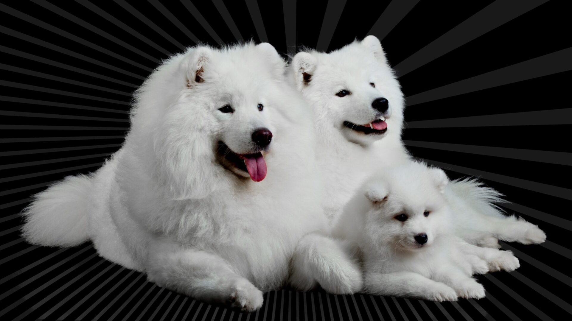 Samoyed Puppy