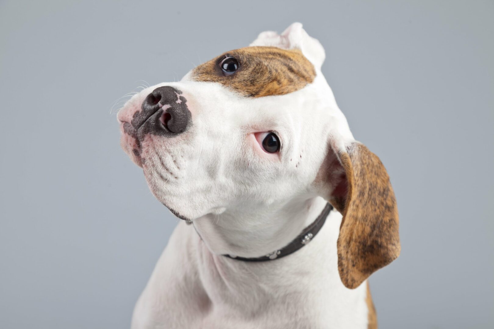 American Bulldog