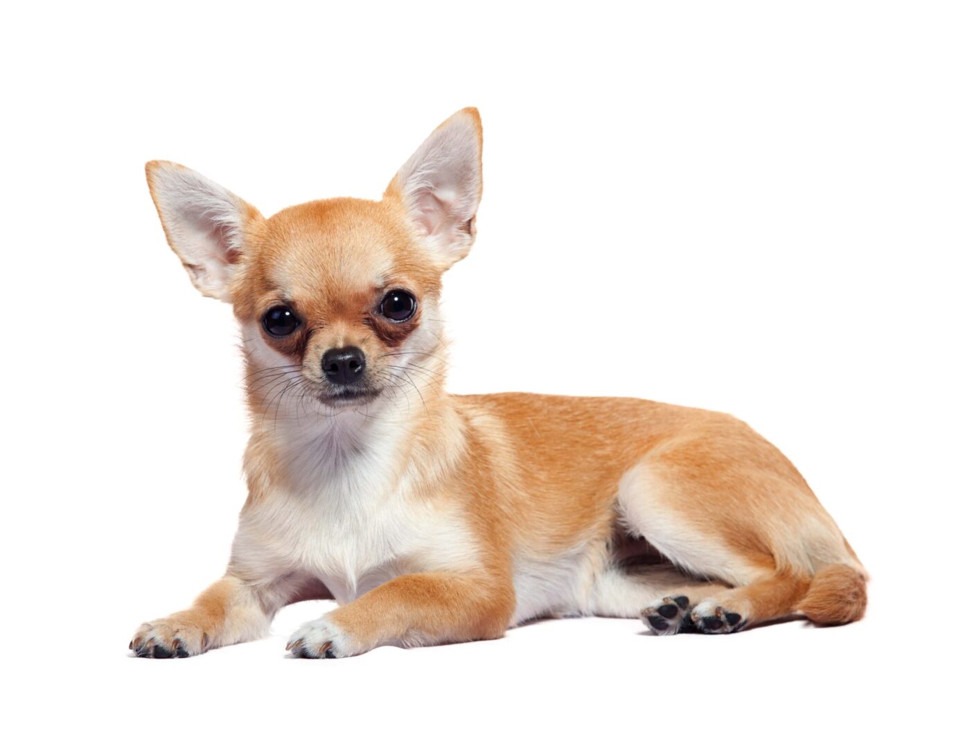 Chihuahua