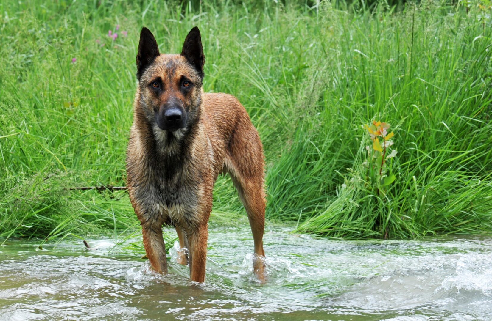 Belgian Sheepdog