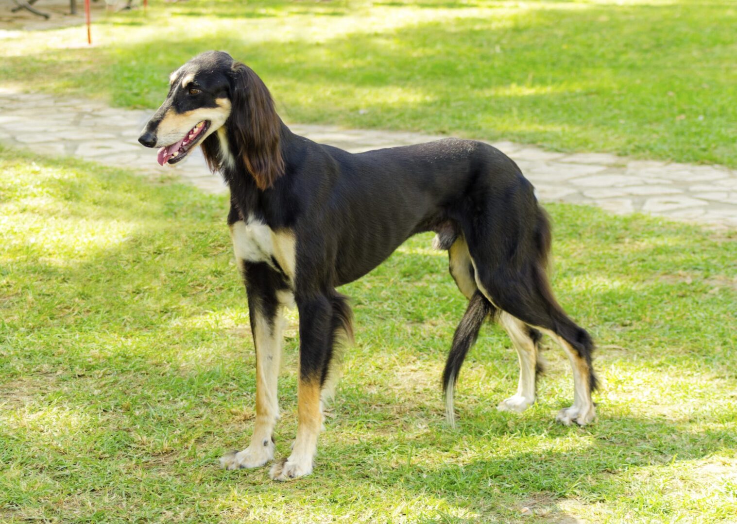 Saluki