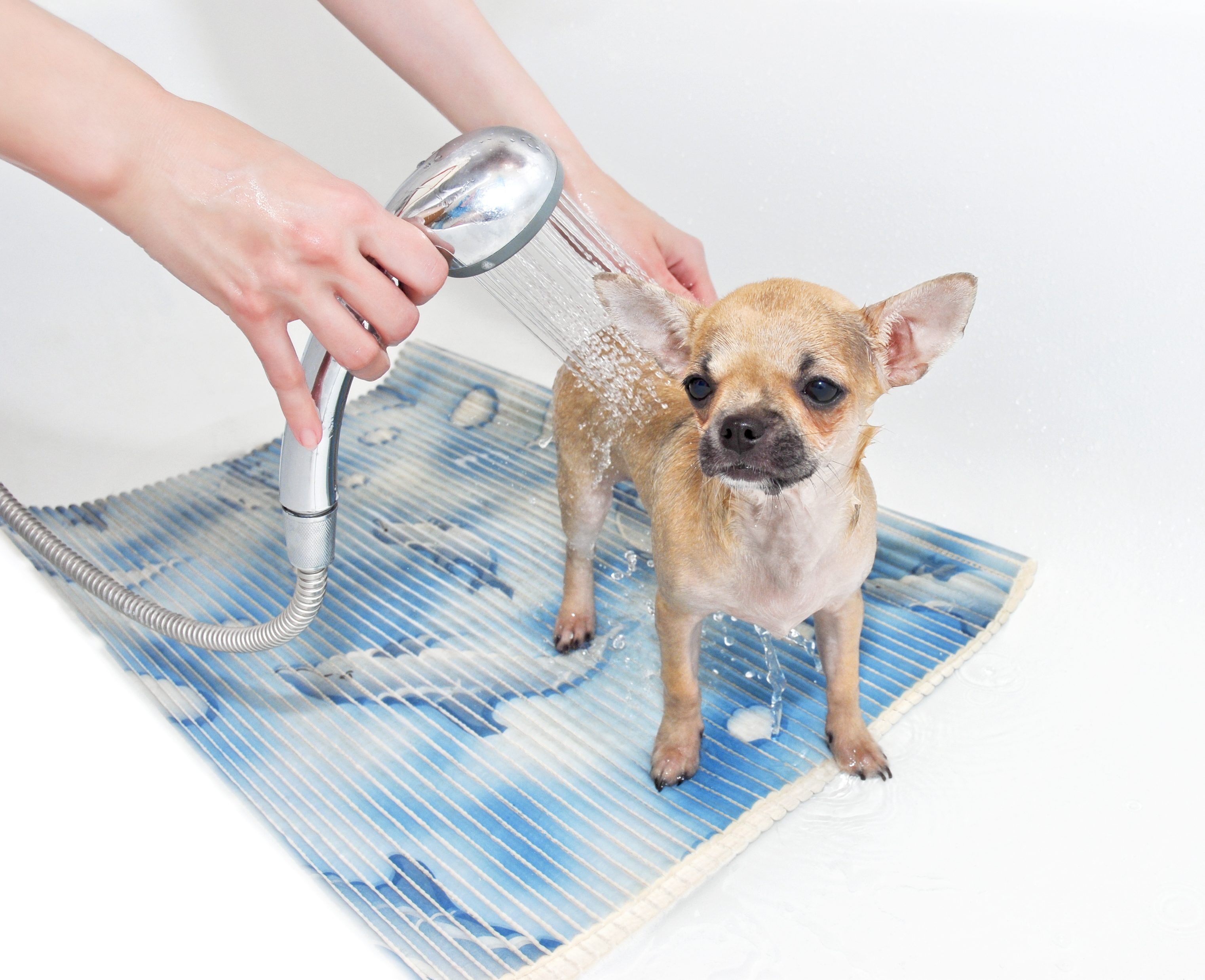 Chihuahua Care