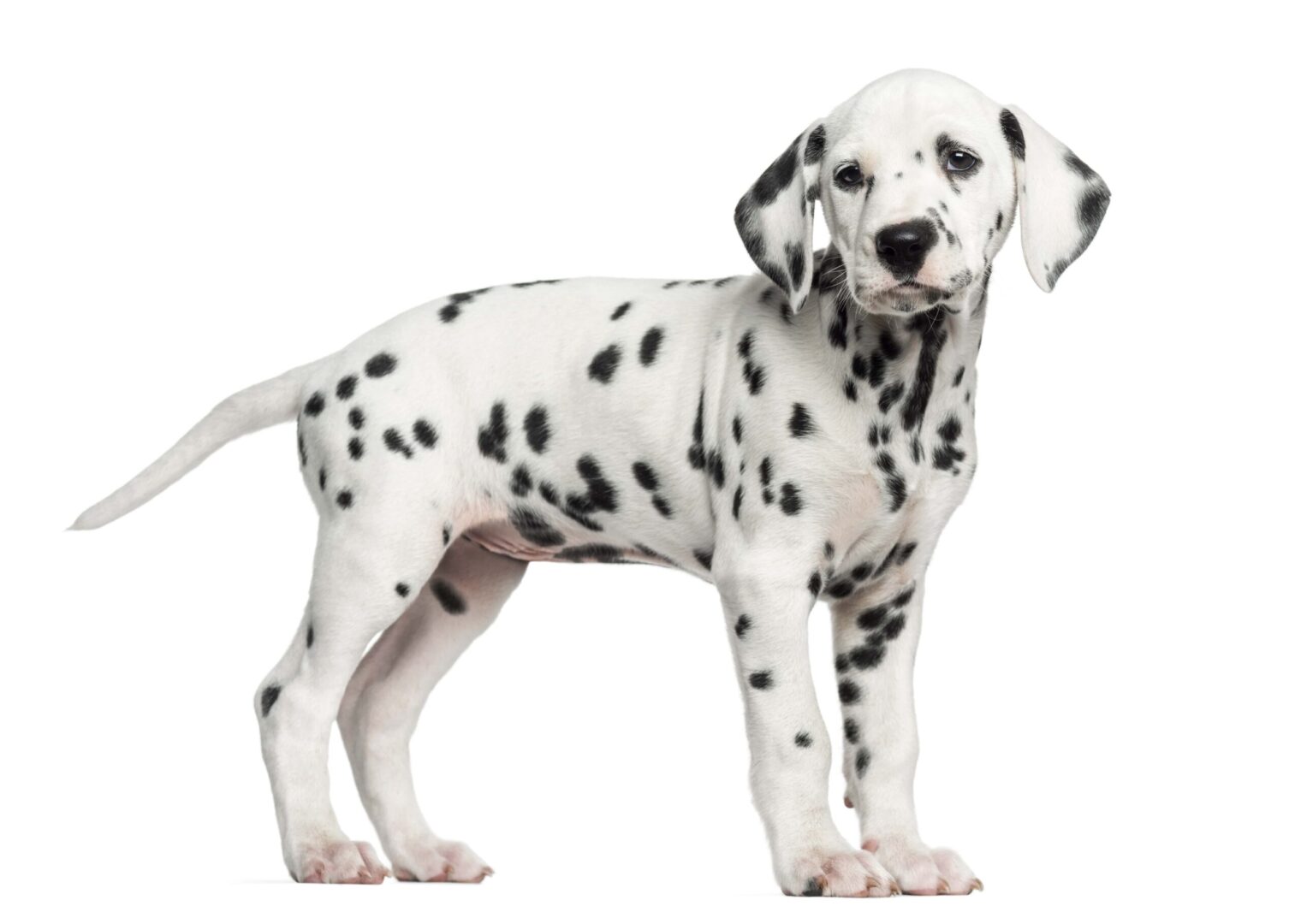 Dalmatian