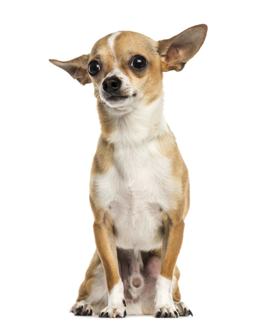 Chihuahua