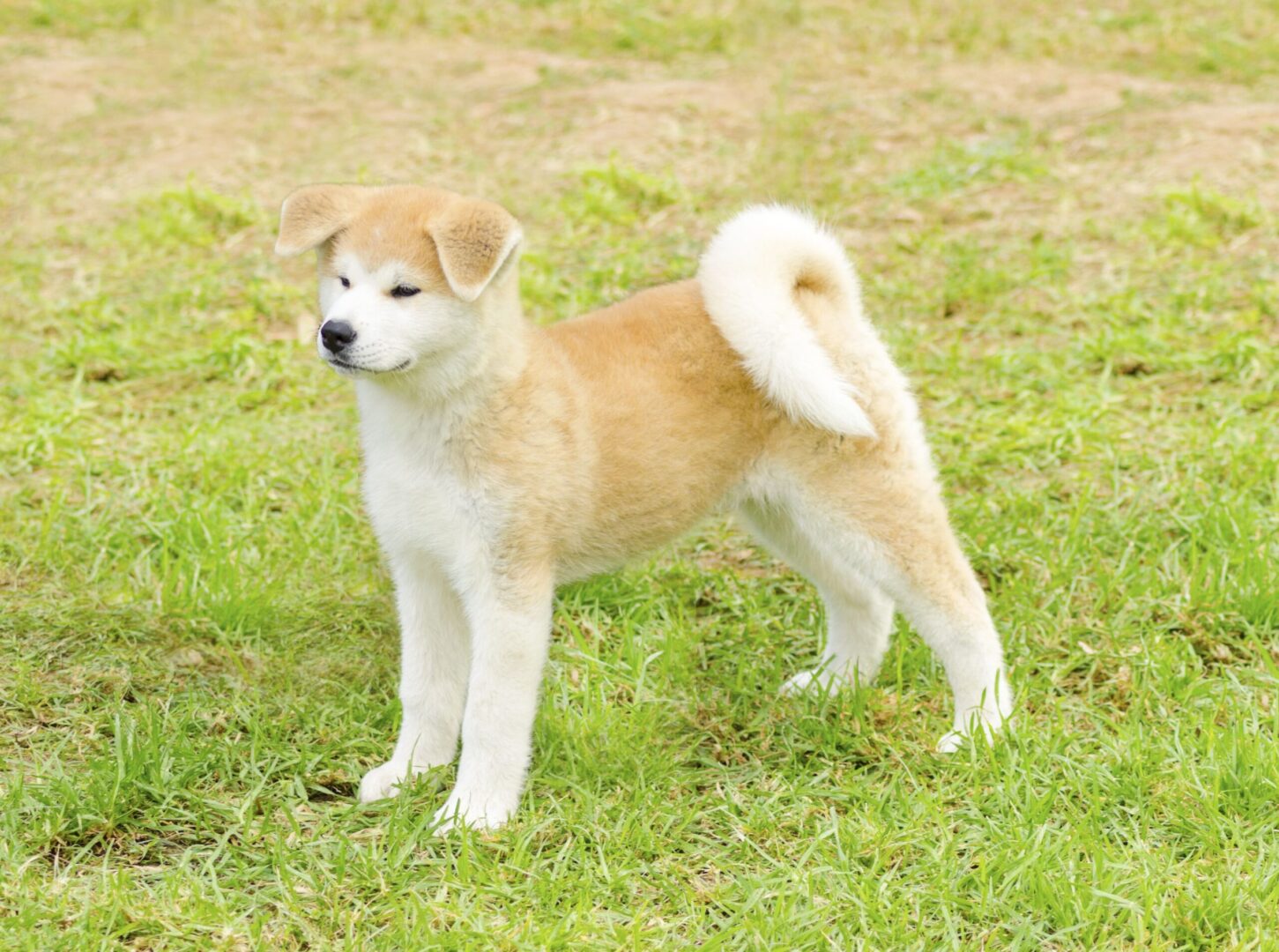 Akitas