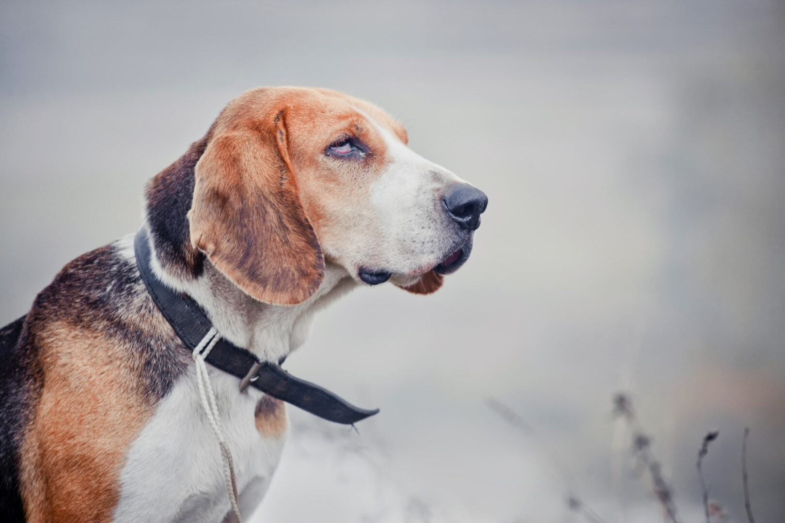 American Foxhound