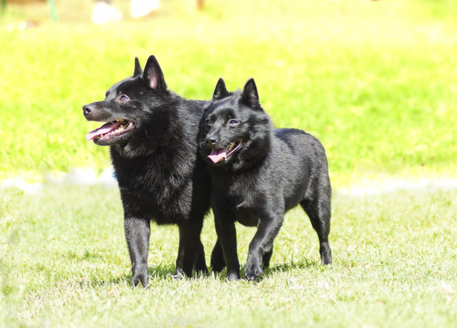 Schipperke