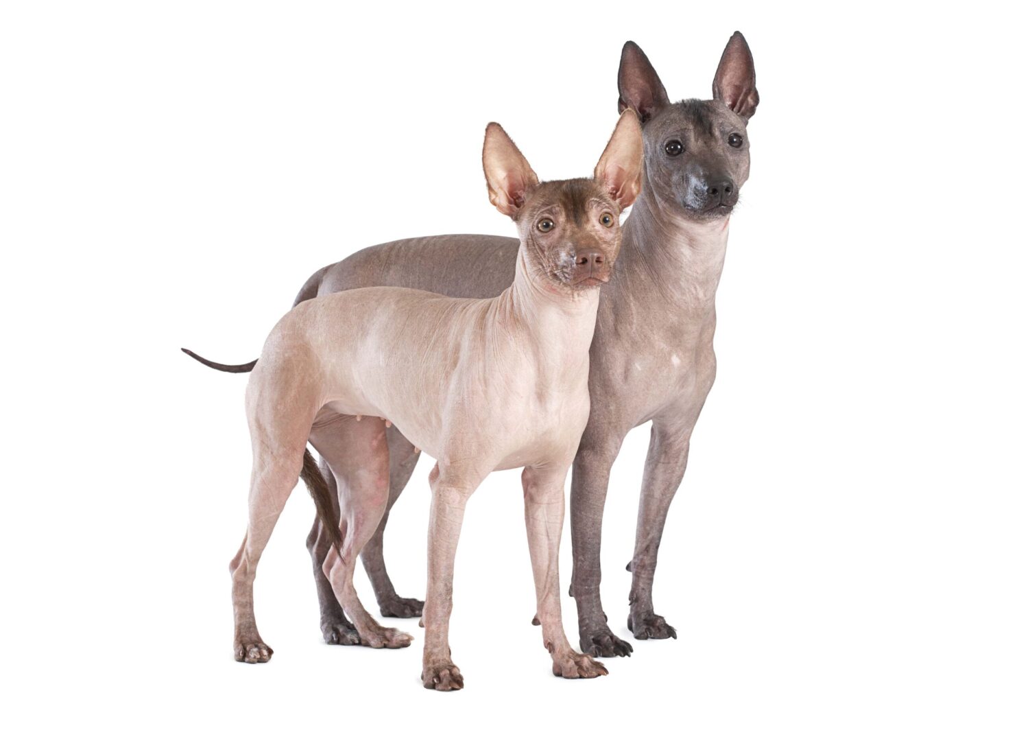 Xoloitzcuintli