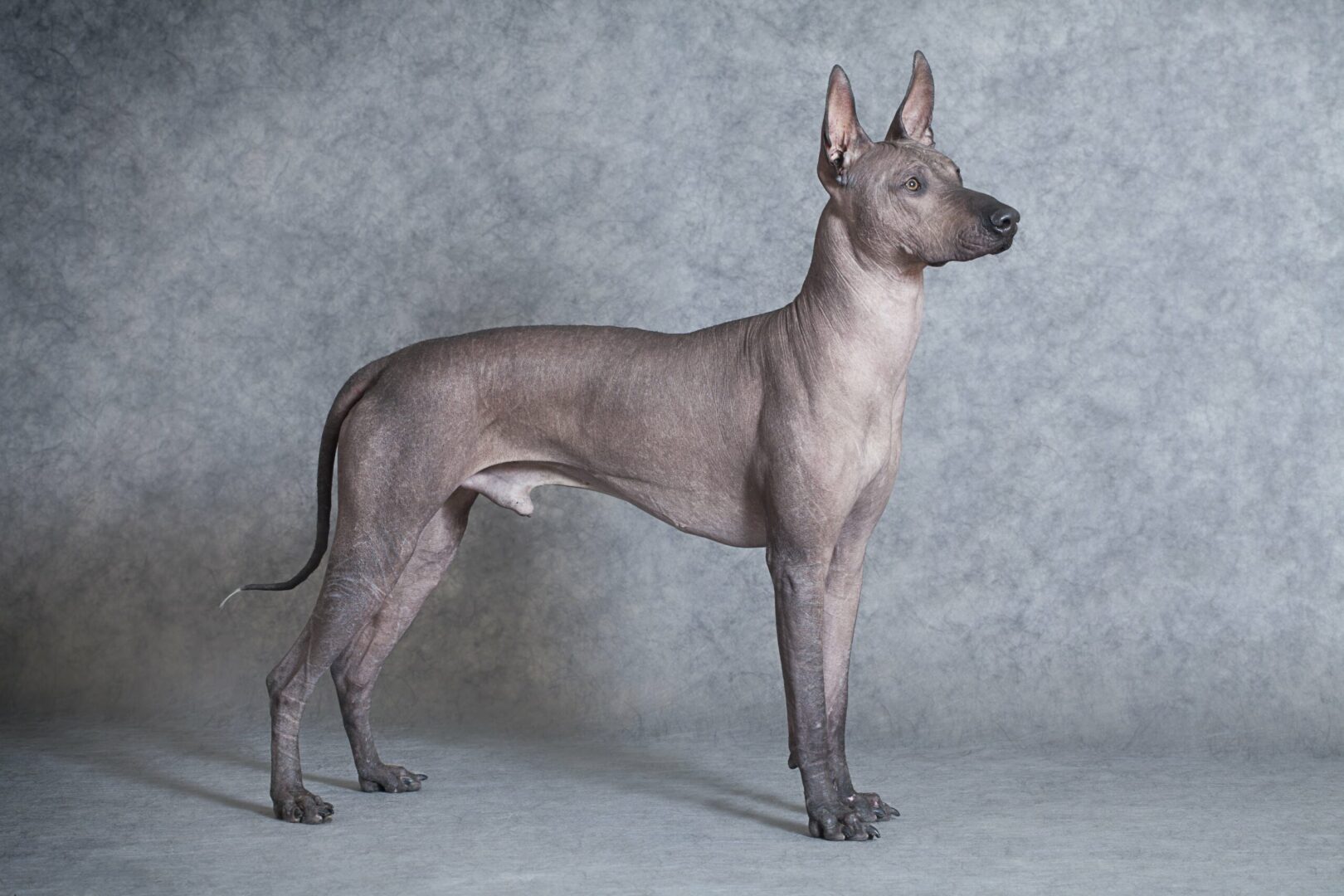 Xoloitzcuintli