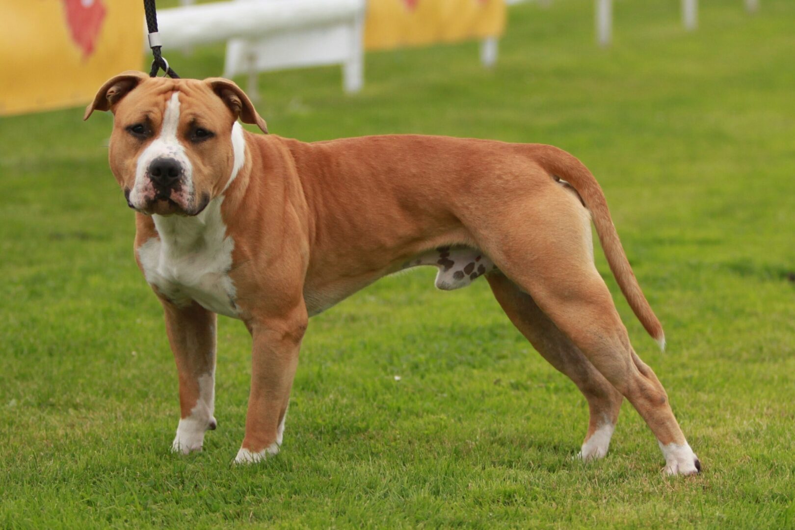 Staffordshire Terrier