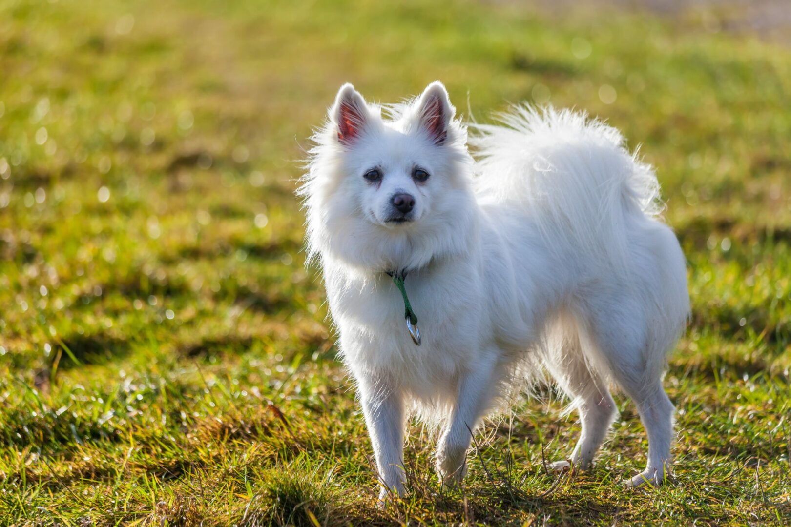 American Eskimo Dog