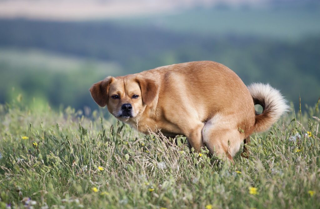 What Does A Healthy Puppy Poop Look Like