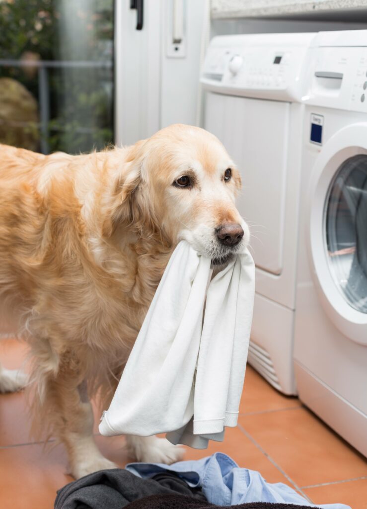 Dealing with Dog Laundry Simply For Dogs
