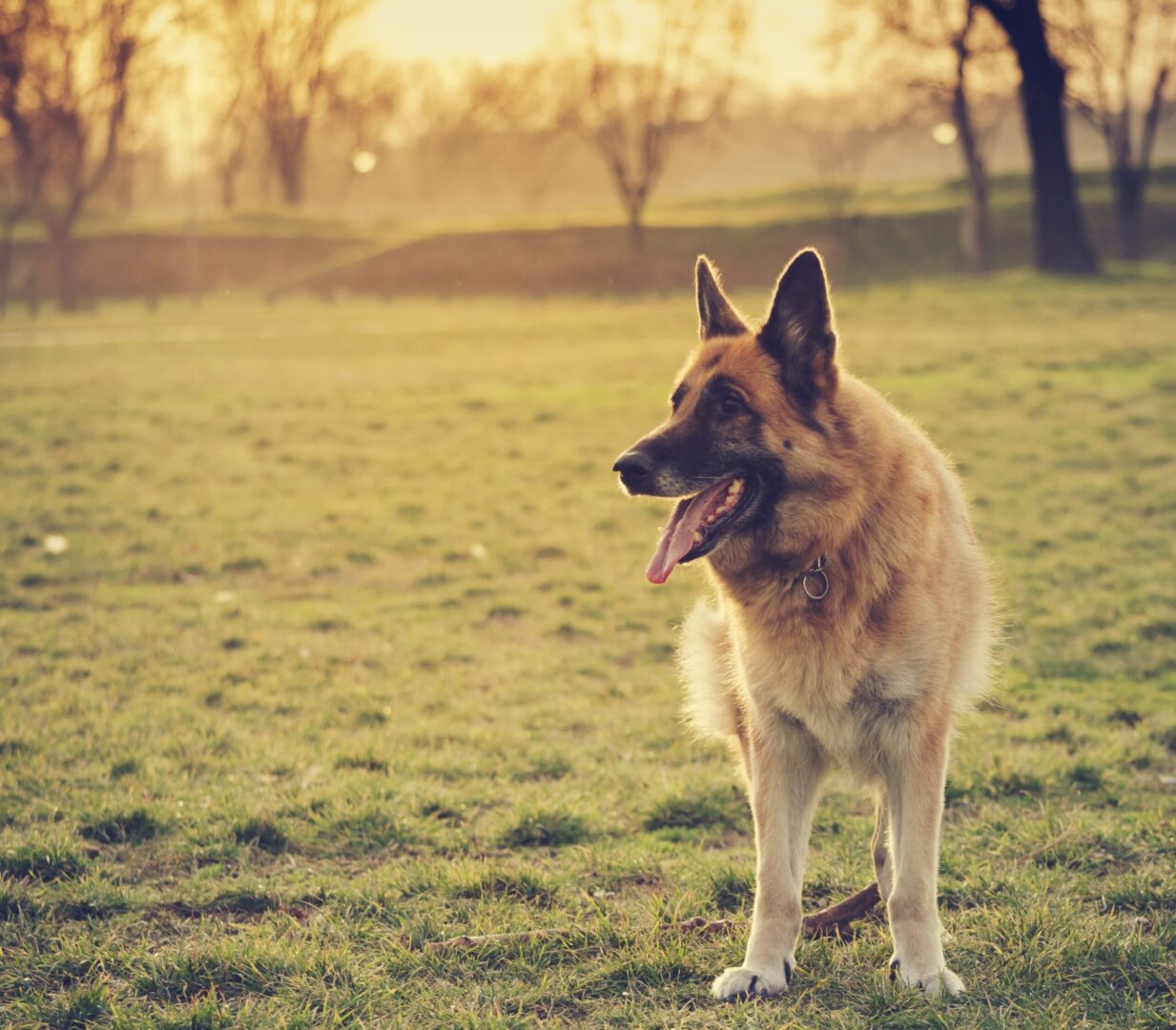 Golden Shepherd