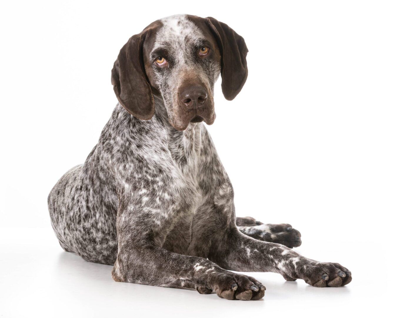 German Shorthaired Pointer