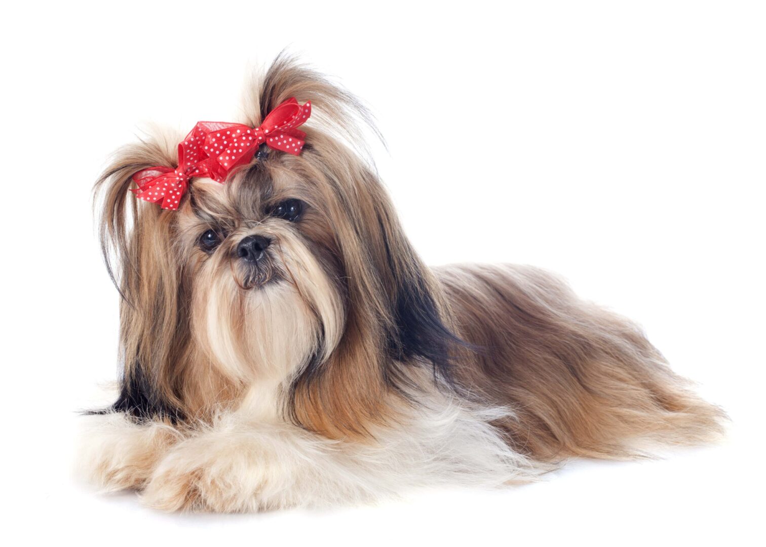 Shih Tzu